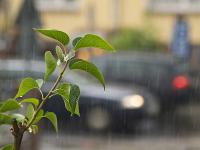 Regenwetter.jpg 