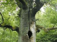 23_Vordruck_Waldbes_Naturschutz_Baum.jpg 