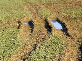 In den s�dlichen Regionen ist die Rapssaat h�ufig bereits abgeschlossen. Anders sieht es in den K�stenregionen aus: Hier verhindert der vern�sste Boden eine Aussaat.&copy; krick/agrar-press