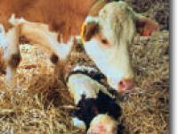  Fleckvieh, Kalb, Kuh, Stall