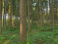af_fichte.jpg Fichte, Wald