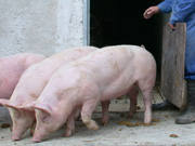 af_schweineverladen2.JPG