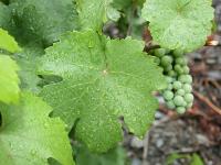 Weinblatt_Regen.jpg 