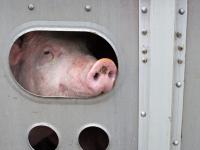 SchweinTransport.jpg 