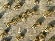 ft_The_physicist.JPG Bienen, Biene