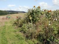 lp_Bluehstreifen.jpg Bl�hstreifen