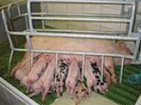 Sau_Ferkel.jpg 