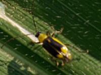 090_maiswurzelbohrer_b5-kae.jpg 
