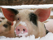 ft.Petr-Mašek.Schwein.jpg Schwein, Schnee