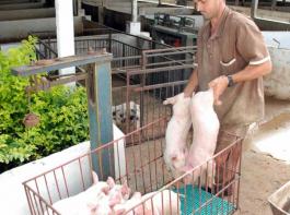 Schweinehaltung in Brasilien.&copy; Landpixel