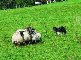 Interesse an der Sch�ferei wecken
