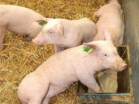 ferkel-fressen.jpg 