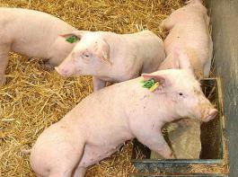 Biobauern, die ihre Tiere unwissentlich mit der falsch deklarierten Ware gef�ttert haben, m�ssen mit wirtschaftlichen Einbu�en rechnen.&copy; agrarpress