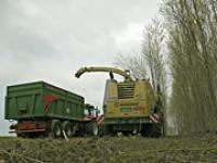 af_energieholzernte.jpg Energieholz, Ernte, Pappeln