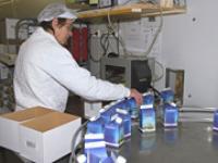 af_milchverpacken.jpg Molkerei, Milch, Verpackung
