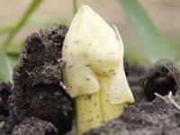 Spargel_by_uschi-dreiucker_.jpg 