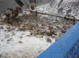 Mobiler Steintrenner: Die Weber-Wanne macht sich die unterschiedliche Dichte von Stein und Zuckerr�be zu nutze.&copy; Strube