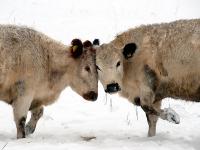 Jungstiere_Kampf_Schnee.jpg Stier, Schnee, Kampf