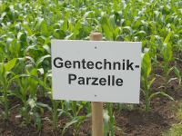 Gentechnik_Mais.jpg 