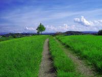 Feldweg.jpg 