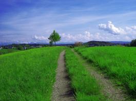 Welcher Weg ist der richtige? Bei einer Anh�rung der landwirtschaftlichen Verb�nde �ber die k�nftige Agrarpolitik kam es zu einem handfesten Streit.&copy; Bernhard Huber/aboutpixel