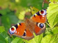 af_schmetterling_jungwirth.jpg Schmetterling, Falter