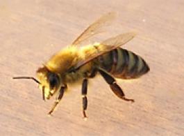 EU-Kommission will gegen das erh�hte Bienensterben vorgehen