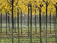 Plantage.jpg 
