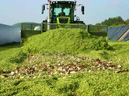 Die zerkleinerte F�tterr�be wird schichtweise mit Maissilage im Verh�ltnis 1:3 oder 1:4 verteilt und verdichtet.Foto: HomannDie R�ben werden mit angepassten Radscharen gerodet und gelangen auf ein spezielles Reinigungssystem, dass Steine und Schmutz vom R�benk�rper abtrennt.Foto: HomannDazu werden zun�chst die R�benk�pfe geschlegelt, das Blattwerk fein zerkleinert und sp�ter in den Bunker bef�rdert.Foto: HomannEs ist weniger wichtig, wie flach die R�benk�pfe geschlegelt werden, da die Blattmasse und die R�ben sp�ter zusammen siliert werden.Foto: HomannDas fertige Blatt-R�ben-Gemisch aus der N�he: Die R�benst�cke haben eine Gr��e von 5 bis 10 cm.Foto: HomannGeschlegelte R�benbl�tter und zerkleinerte R�ben gelangen gemeinsam in den Bunker.Foto: HomannDie Futterr�be ist schwerer, hat weniger Haarwurzeln und keine Wurzelrinne wie die Zuckerr�be.Foto: HomannIm Gegensatz zur Zuckerr�be befindet sich ein gro�er Teil des Futterr�benk�rpers oberhalb der Erde.Foto: HomannDer R�benroder rodet, reinigt und zerkleinert die R�ben in einem Arbeitsgang.Foto: Homann