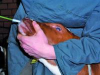 _TH_Bullenmast_K�lbergrippe_04 