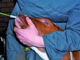 Ihr Tierarzt kann mit Nasentupfer proben nehmen und die beteiligten Keime bestimmen. 
