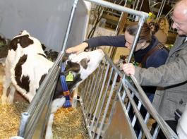 So nahe wie auf dem Erlebnisbauernhof (Halle 3.2) k�nnen Verbraucher Nutztieren nur selten kommen.&copy; Messe Berlin