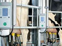 melken-1.jpg Melkanlage, Rind, Milch