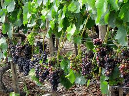 Da es eine Vielzahl verschiedener privater Standards gibt, wird die EU-weite Regelung f�r Biowein von Copa und Cogeca begr��t.&copy; Joujou/pixelio