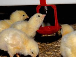Angesichts der Debatten um den Einsatz von Antibiotika in der Tiermast k�ndigte die Beh�rde Kontrollen des Betriebs an.&copy; landpixel