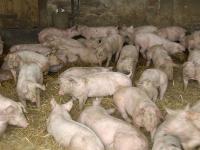 Mastschweine2.jpg 
