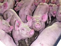_Ferkel_Nutztiere 