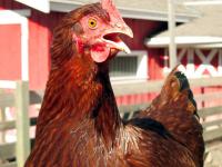 Huhn-Freiland.jpg 