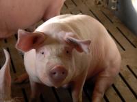 Mastschwein_sitzend_web.jpg 