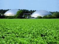 _R�ben f�r Biogas.agrar-press h_00020684.jpg 