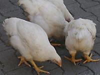 Broiler_natalia.jpg 