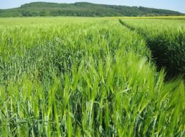 Die Brosch�re des nieders�chsischen Landwirtschaftsministeriums bietet zahlreiche Statistiken rund um das Thema Landwirtschaft in 2011.&copy; Raupert