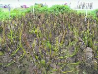 Alternaria_Foto_2_web.gif 