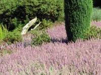 Heidegarten-i.-L�nebg.Heide.jpg 