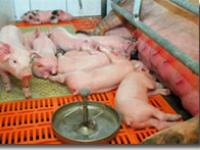  ferkel, s�ugen, sau, tr�nke