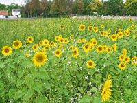111_Sonnenblumen_B1.jpg 