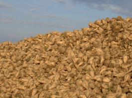 Auch die Zuckerr�benbauern nutzen die Gelegenheit des Agrarrates in Br�ssel, um ihre Position zu vertreten.&copy; hapo/landpixel.de