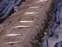 Spargel-Feld.jpg 