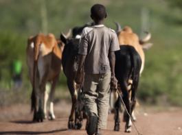 Nach Ansicht von FAO-Direktor Jaques Diouf vernachl�ssigte Afrika in den letzten Jahrzehnten seine Landwirtschaft.&copy; Eric Issel�e/Fotolia
