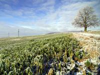Winter_Frost_Senf.jpg 